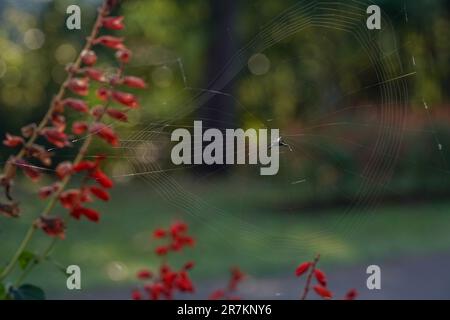 Die Komplexität der Natur: Nahaufnahme von Spider Web mit winzigen roten Blumen Stockfoto