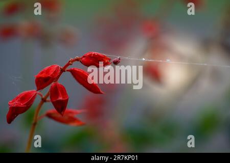 Die Komplexität der Natur: Nahaufnahme von Spider Web mit winzigen roten Blumen Stockfoto