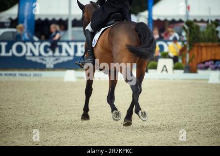 16. Juni 2023, Niedersachsen, Luhmühlen: Pferdesport/Eventing: Deutsche Meisterschaft, Dressage, Gruppe 2. Florian Ganneval aus Frankreich macht seinen Test auf "Blauer Vogel de Beaufour". Foto: Gregor Fischer/dpa Stockfoto