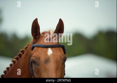 16. Juni 2023, Niedersachsen, Luhmühlen: Reitsport/Veranstaltung: Deutsche Meisterschaft, Dressur, Gruppe 2. Das Pferd 'Kawa de la Cour Z' des belgischen Reiters Vilain nach dem Test. Foto: Gregor Fischer/dpa Stockfoto