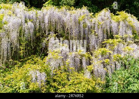 Wisteria wächst an einer Wand in heißer Sonne. Stockfoto