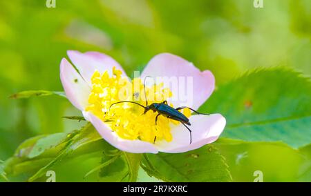 Schwarzer Käfer auf einer Hunderosenblume. Stockfoto