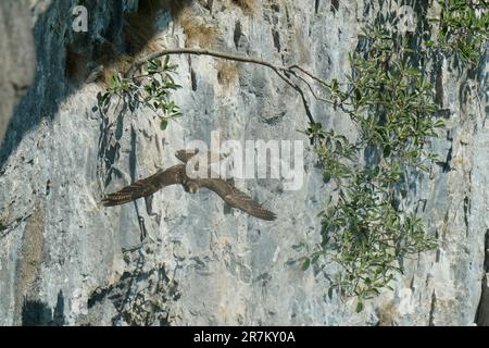 Ein Wanderfalke in Malham Cove im Yorkshire Dales National Park, ein Gebiet, das von der Royal Society for the Protection of Birds (RSPB) und der Yorkshire Dales National Park Authority (YDNPA) im Rahmen des Malham Peregrine Project betreut wird. Foto: Freitag, 16. Juni 2023. Stockfoto