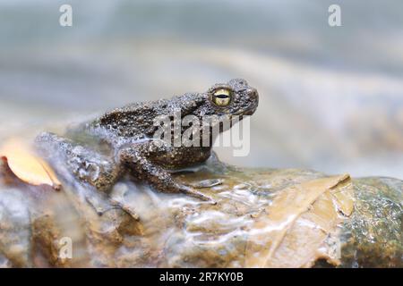 Die Kröte mit dem Wasserfluss auf dem Felsen nähern Stockfoto