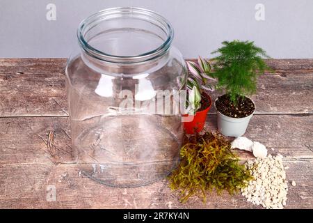 Glasgefäß und Zimmerpflanzen für einen Terrariengarten im Innenbereich Stockfoto