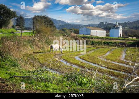Ein weißes Pferd steht auf einem grasbedeckten Feld, das von Tageslicht beleuchtet wird Stockfoto