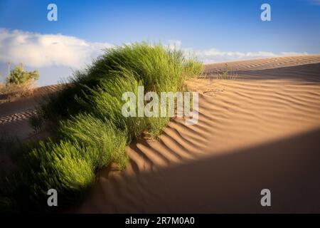 In den grünen Büschen der Wüste scheint Sonnenlicht auf einer Sanddüne in der Nähe von Horizon City, Texas. Stockfoto