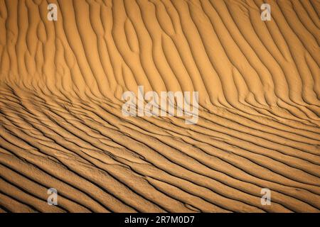 Die Abendsonne erwärmt die Seite einer Sanddüne in der Wüste nahe Horizon City östlich von El Paso, Texas. Stockfoto