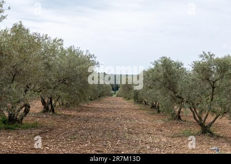 Olivenbäume in der Region Alpilles, Provence, Frankreich. Erzeugung von nativem Olivenöl extra hoher Qualität aus der Kaltpresse. Stockfoto