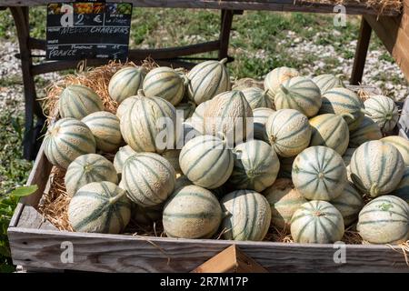 Melons Charentais, reife runde Charentais Honig Cantaloupe Melonen auf lokalem Markt in der Provence, Frankreich, aus nächster Nähe Stockfoto