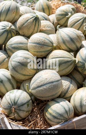 Melonen aus Cavaillon, reife Runde charentais Honig melone Melonen auf dem lokalen Markt in der Provence, Frankreich, in der Nähe Stockfoto