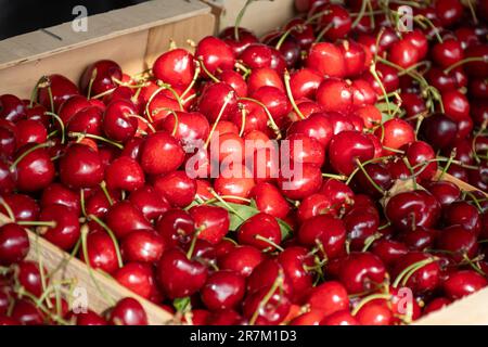 Neue Saison reifer roter süßer Kirschfrüchte, Kirsche zum Verkauf auf dem Bauernmarkt. Stockfoto