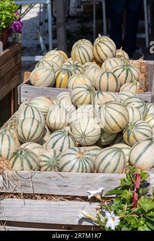 Melonen aus Cavaillon, reife Runde charentais Honig melone Melonen auf dem lokalen Markt in der Provence, Frankreich, in der Nähe Stockfoto
