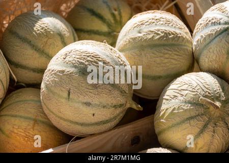 Gelber Honig aus Cavaillon, reife runde Charentais Honig-Cantaloupe Melonen auf lokalem Markt in der Provence, Frankreich, aus nächster Nähe Stockfoto