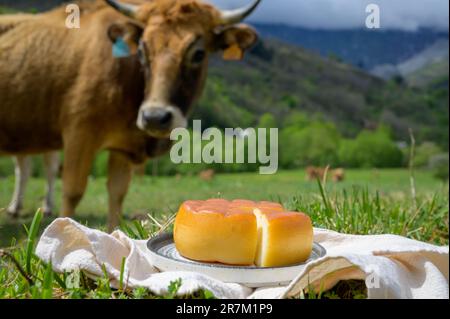 Spanischer geräucherter Hartkäse aus Pria, der von ländlichen Milchbauern in Asturien, Spanien, aus pasteurisierter Kuhmilch oder mit Ziegen- oder Schafsmilch hergestellt wird Stockfoto