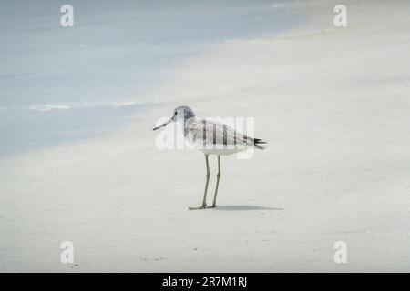 Gemeine Grünschenkel (Tringa nebularia) am Strand in Salalah, Gouvernement Dhofar, Oman. Stockfoto