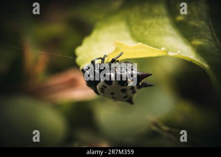 Eine Gasteracantha-Spinne hoch oben auf einem grünen Blatt Stockfoto