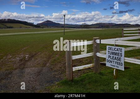 Pferdepaddock mit weißem Sicherheitszaun in den Eildon Hills bei Rhymer's Stone. Melrose, Schottland Stockfoto