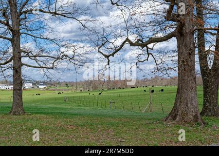 Sie stehen an einigen alten Eichen mit einer eingezäunten Weide voller schwarzer Kühe, die auf dem Feld verstreut sind, und einem großen Bauernhof im Hintergrund auf einem sonnigen bewölkten Feld Stockfoto