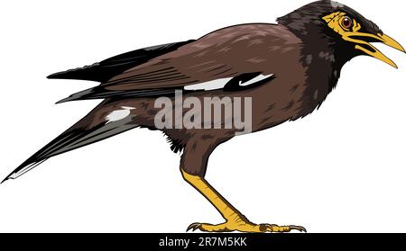 Bearbeitbares Vektor-Illustration eines gemeinsamen Myna Vogels aus Südost-Asien Stock Vektor