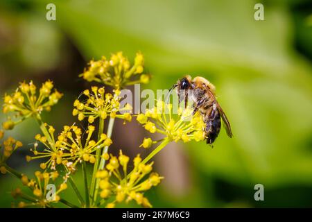 Eine rote Mason-Biene (Osmia bicornis) auf gelben Armbändern von Smyrnium perfoliatum (Perfoliat alexanders) in einem Garten in Surrey, Südostengland Stockfoto