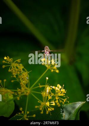 Ein Hoverfly (oder Blumenfliege oder Syrphidenfliege) auf gelben Armbändern von Smyrnium perfoliatum (Perfoliate alexanders) in einem Garten in Surrey, Südostengland Stockfoto