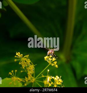 Ein Hoverfly (oder Blumenfliege oder Syrphidenfliege) auf gelben Armbändern von Smyrnium perfoliatum (Perfoliate alexanders) in einem Garten in Surrey, Südostengland Stockfoto