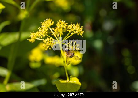 Eine rote Mason-Biene (Osmia bicornis) auf gelben Armbändern von Smyrnium perfoliatum (Perfoliat alexanders) in einem Garten in Surrey, Südostengland Stockfoto