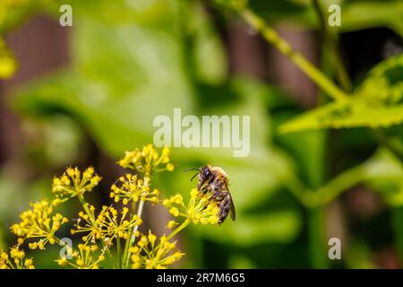 Eine rote Mason-Biene (Osmia bicornis) auf gelben Armbändern von Smyrnium perfoliatum (Perfoliat alexanders) in einem Garten in Surrey, Südostengland Stockfoto
