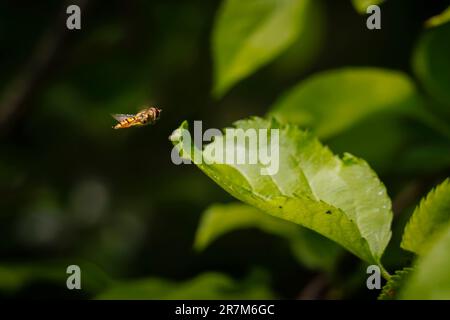 Ein Hoverfly (oder Blumenfliege oder Syrphid Fly), der in einem Garten in Surrey, Südostengland, mit einem grünen Blatt fliegt Stockfoto