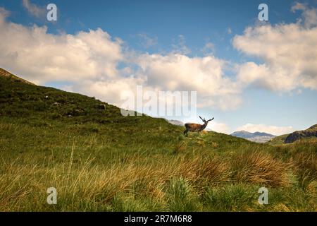 Ein Sommer-HDR-Bild eines Rotwild, Cervus elaphus scoticus, allein, der in den Hügeln von Glenshieldaig, Schottland, umherstreift. 6. Juni 2023 Stockfoto