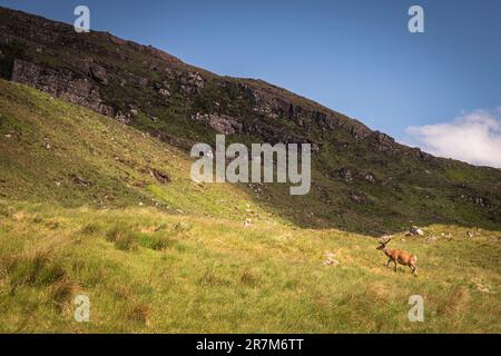 Ein Sommer-HDR-Bild eines Rotwild, Cervus elaphus scoticus, allein, der in den Hügeln von Glenshieldaig, Schottland, umherstreift. 6. Juni 2023 Stockfoto