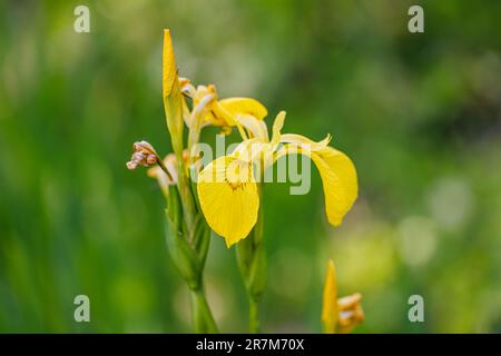 Die feucht-liebende krautige Staude Iris pseudacorus, die Wasserfahne, gelbe Fahne oder gelbe Iris, blüht im späten Frühjahr / Frühsommer Stockfoto