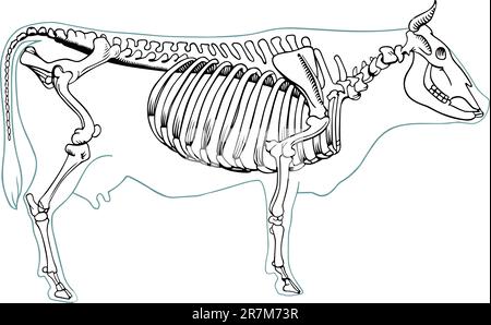 Kuhskelett auf weiß Stock Vektor
