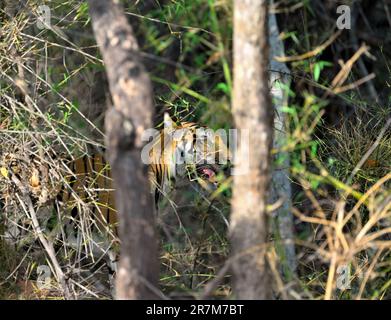 Bandhavgarh | Grünäugiger Tiger hinter den Büschen Stockfoto