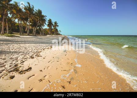 Wunderschöner, von Palmen gesäumter Mosambikanstrand. Stockfoto