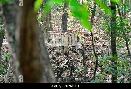 Der Tiger wurde aus dem Dschungel von Bandhavgarh in Bewegung gesetzt Stockfoto