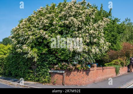 Portugiesischer Lorbeerbaum in voller Blüte. Stockfoto