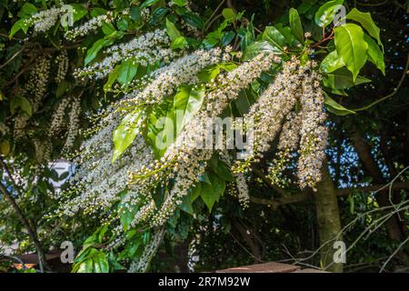 Portugiesischer Lorbeerbaum in voller Blüte. Stockfoto