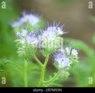 Nahaufnahme von Fernleaf Fiddleneck (Phacelia tanacetifolia) Stockfoto