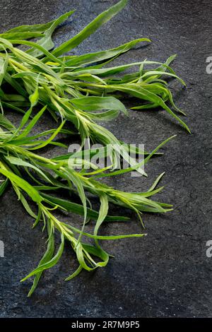 Tarrogon Herb Serie No2. Artemisia Dracunculus. Estragon. Stockfoto