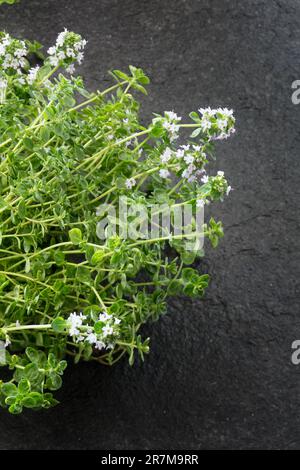 Thymianherb Serie No1. Thymus. Thymian auf schwarzem Stein. Stockfoto