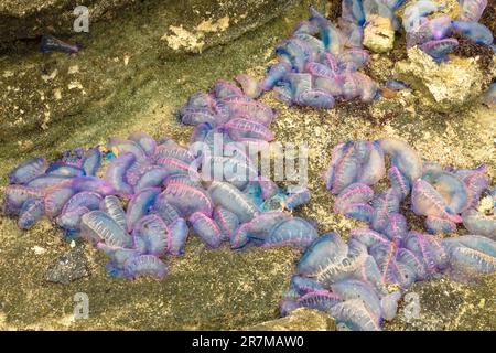 Bluebottles, oder portugiesische Kriegsmänner, werden an einem Atlantikstrand auf Bermuda angespült gesehen. Ihre Stiche können extrem schmerzhaft sein Stockfoto