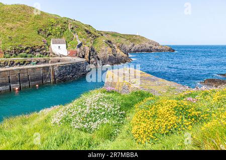 Sea Campion und Birds Foot Trefoil wachsen über dem Hafen von Porthgain auf der Halbinsel St. David im Pembrokeshire Coast National Park, Wales Stockfoto