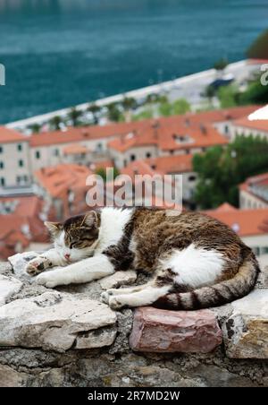Süße Katze schläft friedlich am Sightseeing Point in der Altstadt von Kotor, Montenegro, mit Blick auf den Hafen. Vorderansicht einer schlafenden obdachlosen Katze Stockfoto
