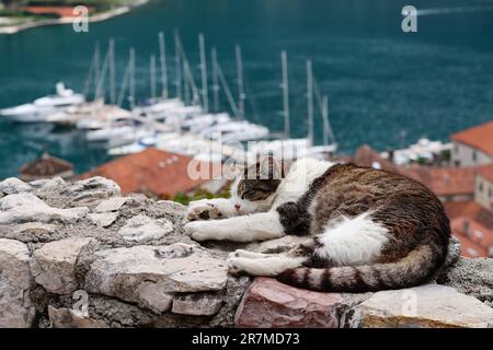 Süße Katze schläft friedlich am Sightseeing Point in der Altstadt von Kotor, Montenegro, mit Blick auf den Hafen. Vorderansicht einer schlafenden obdachlosen Katze Stockfoto
