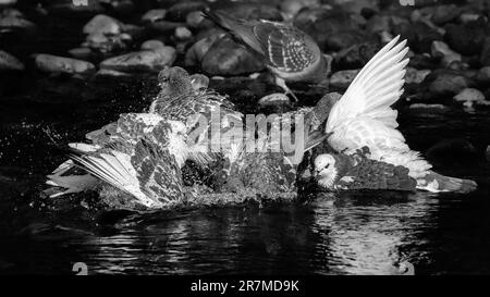 Wilde Tauben, die während der Hitzewelle in der River Wharfe ein Gemeinschaftsbad am frühen Morgen nehmen, Bolton Abbey, N Yorks, England, Großbritannien Stockfoto