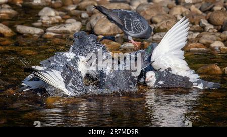 Wilde Tauben, die während der Hitzewelle in der River Wharfe ein Gemeinschaftsbad am frühen Morgen nehmen, Bolton Abbey, N Yorks, England, Großbritannien Stockfoto