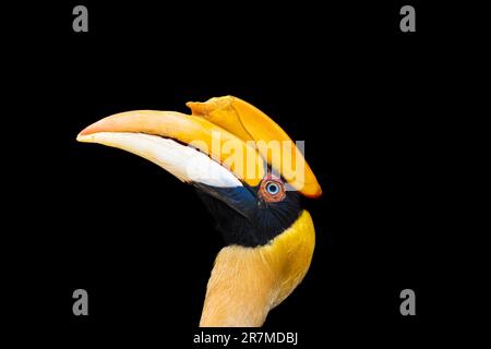 Blauäugiger Great Indian Hornbill, der aufblickt Stockfoto