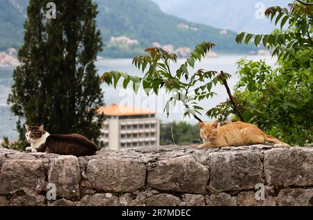 Zwei Katzen schlafen am Aussichtspunkt in der Altstadt von Kotor, Montenegro, mit Blick auf den Hafen und das Meer. Vorderansicht einer obdachlosen Katze im Tourismusviertel von europa Stockfoto